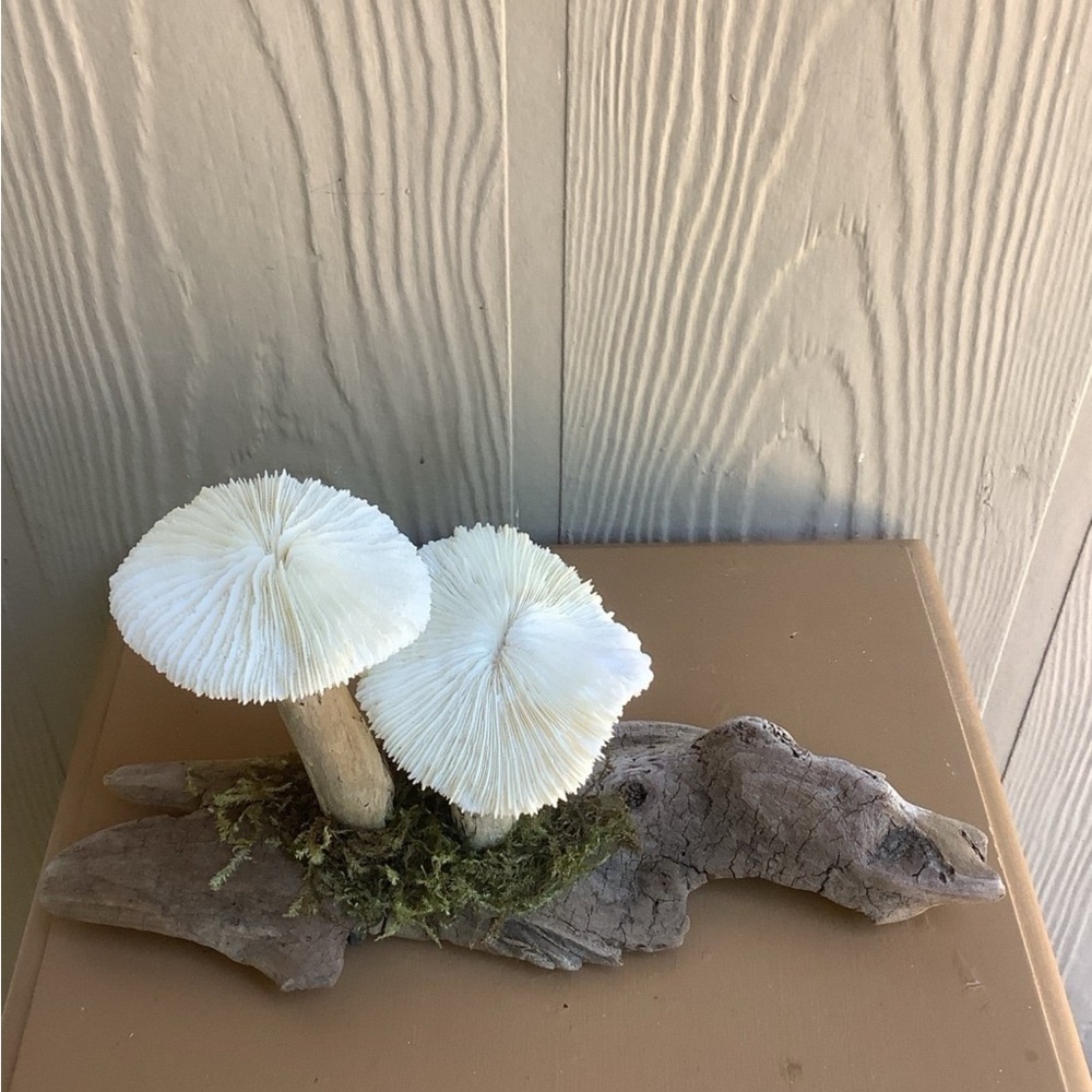Driftwood Art, Driftwood and Coral Mushrooms, Mushroom Art, Coastal Art - Picture 3 of 12